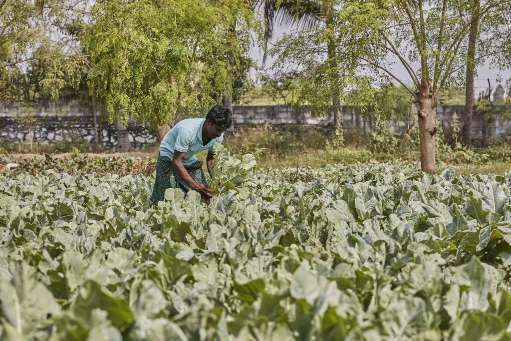 A worker, Venkat, checking on the health of the crop at Chinnakuppam.