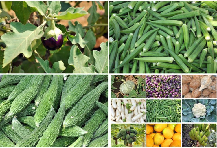 The fresh, luscious vegetables are used to feed people in various soup kitchens across the city, children at the Bethany schools as well as the children at the girls’ hostel.